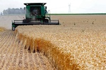 پیش‌ بینی کسب رتبه اول کشوری گلستان برای تولید گندم در سال‌جاری