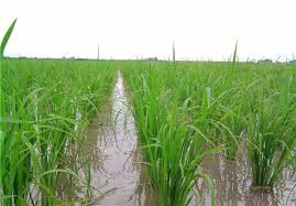 تدوین برنامه ۵ ساله برای کاهش تولید برنج در استان‌ های غیرشمالی