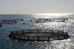 پرورش ماهی در قفس راهکار توسعه آبزی پروری/ استقرار 530 قفس در دریا