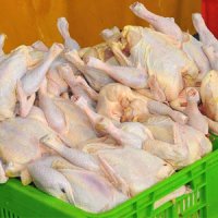 افزایش تولید مرغ توجیه اقتصادی ندارد/ ایران هفتمین تولیدکننده برتر مرغ در جهان