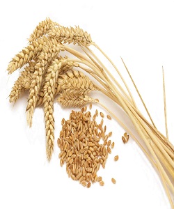 مصرف ماهانه ۱۲ هزار تن گندم در استان مرکزی 
