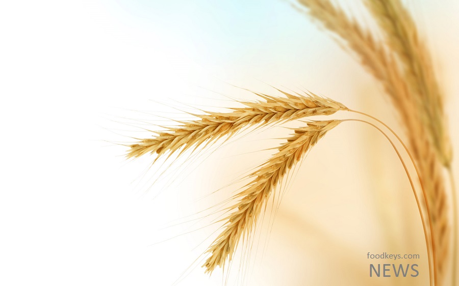 خرید یک میلیون و ۳۰۰ هزار تن گندم در کشور/ وجود ۶۶ رقم تجاری گندم در عرصه