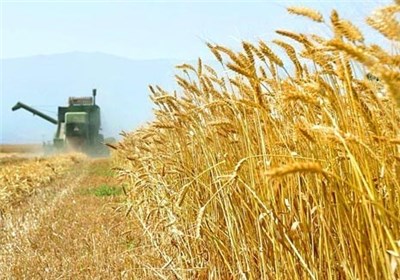 پیش بینی برداشت بیش از ۱۳ میلیون تن گندم در سال زراعی جدید