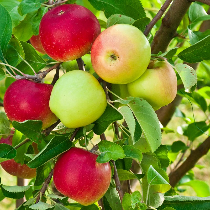 پیش بینی تولید 4.1 میلیون تن سیب در سال 99