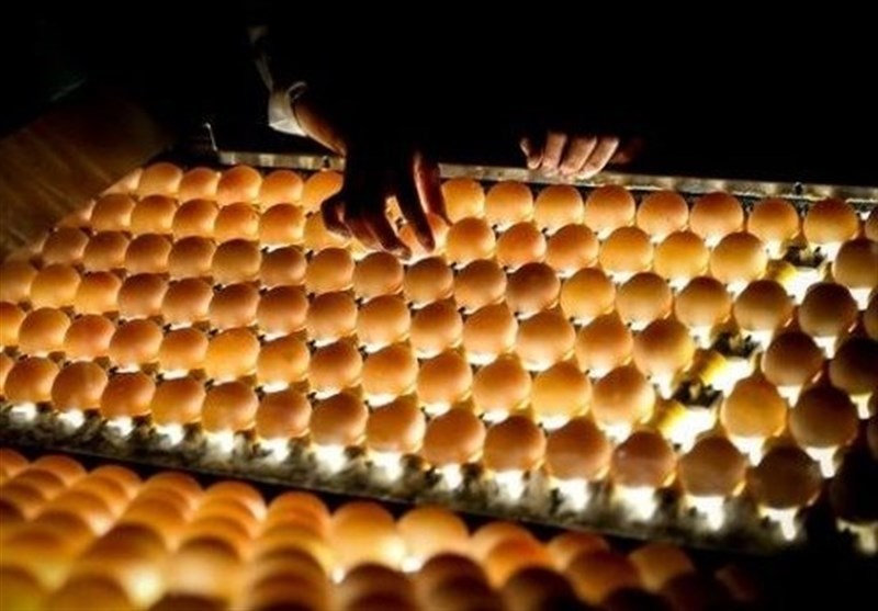 ۲۵ درصد تخم‌مرغ مصرفی در صنایع غذایی پاستوریزه است