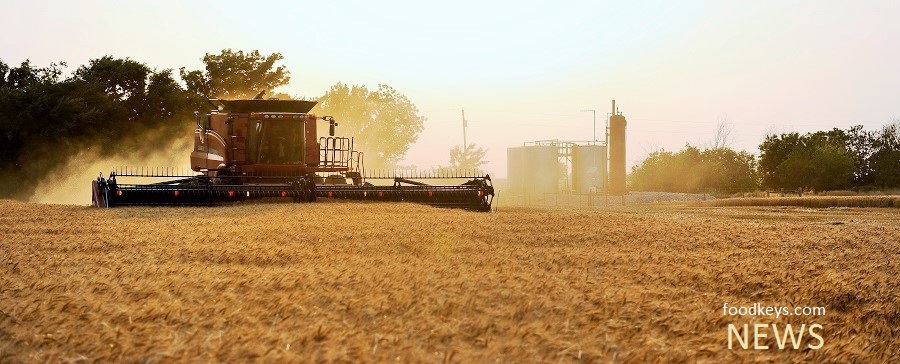خرید تضمینی 34 هزارتن گندم از کشاورزان هرمزگانی