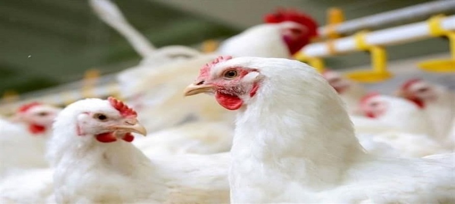 محدودیت صادرات گوشت مرغ و مرغ زنده حذف شد