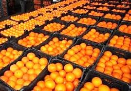 ذخیره‌ سازی 7000 تن پرتقال و سیب شب عید استان تهران