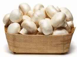 صادرات روزانه ۳۰ تن قارچ به بازار‌های هدف/قیمت هر کیلو قارچ ۱۱ هزار تومان