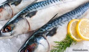 رئیس سازمان شیلات: از واردات پودر ماهی بی نیازیم