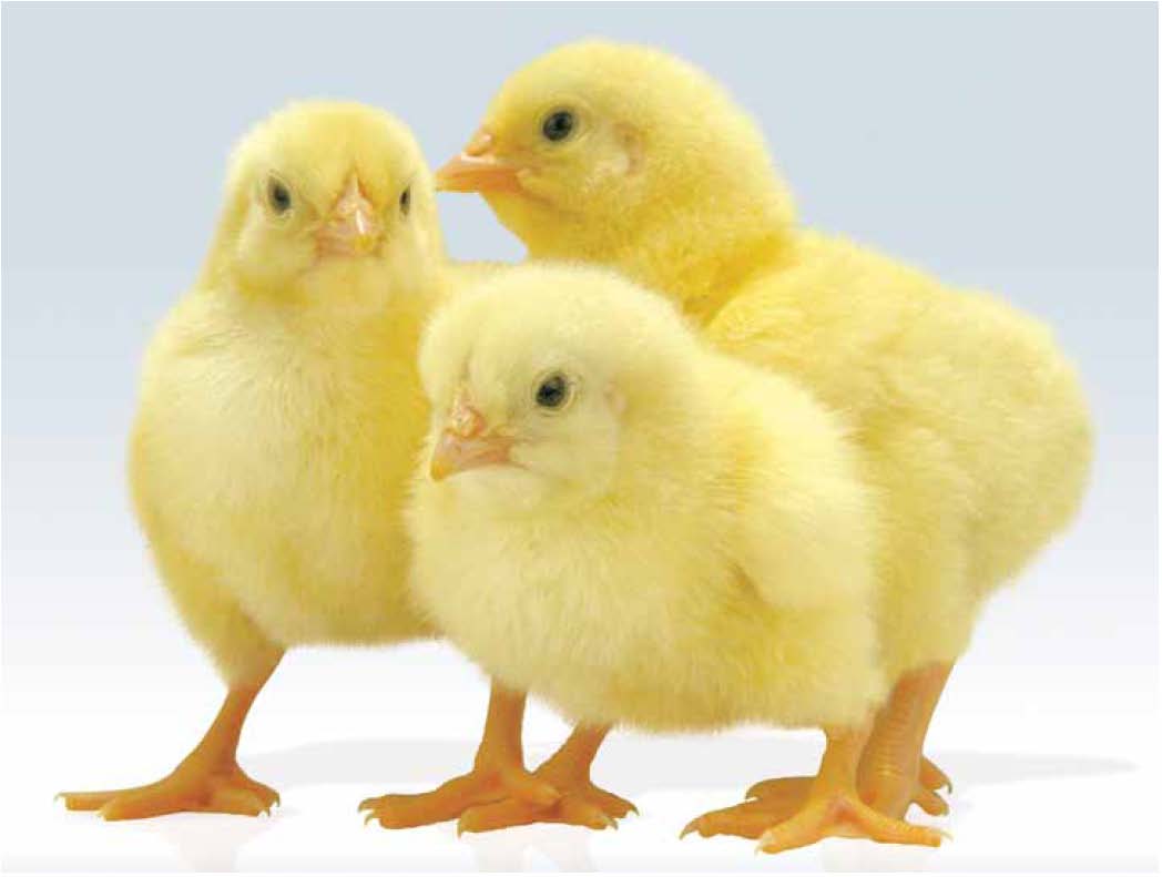 مدیریت جوجه ریزی تنها راهکار کاهش زیان مرغداران