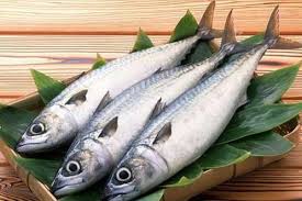 افزایش ۱۰۰ درصدی تکثیر طبیعی ماهی سفید در رودخانه‌های نوشهر و چالوس