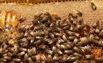 ۲۰ هزار تن شکر به زنبورداران کشوراختصاص یافت