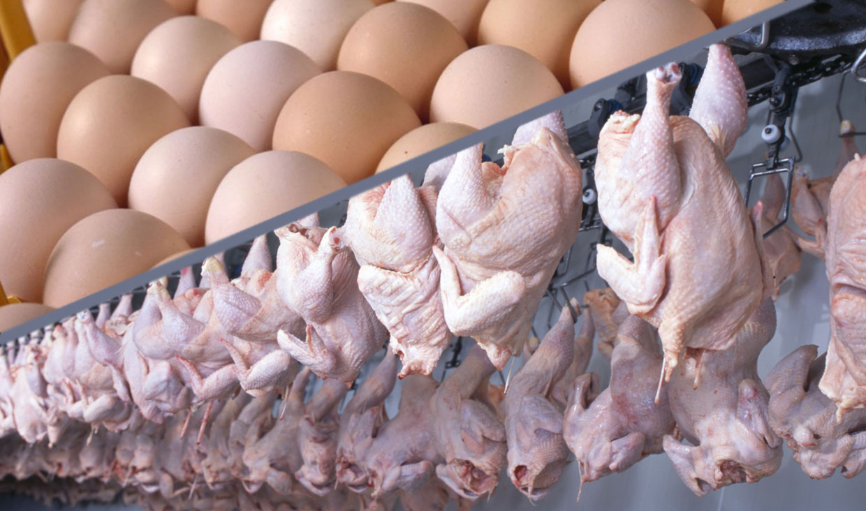 چرا ایران در تجارت جهانی مرغ ناکام ماند؟/سهم یک درصدی ایران در تجارت جهانی مرغ
