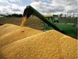 خرید یک میلیون تن گندم از بازار جهانی