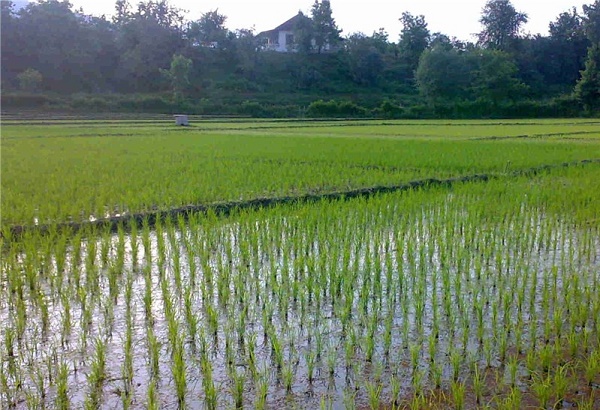 بارش‌های بهاری عامل افزایش سطح زیر کشت و تولید برنج در سال ۹۸