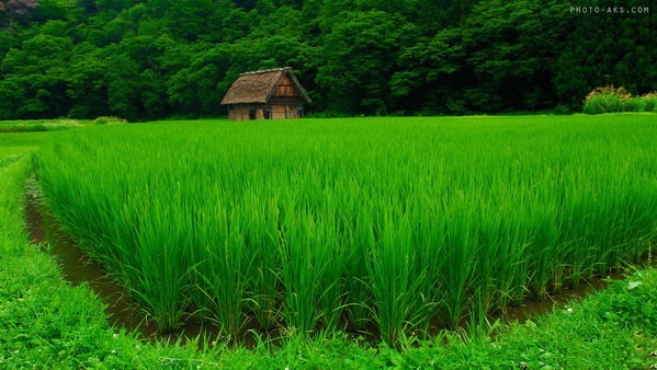 پیش بینی رشد ۱۰ درصدی تولید برنج در مازندران
