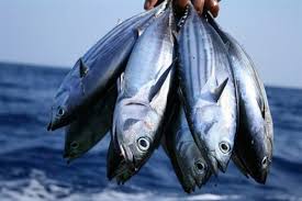 هشدار فائو نسبت به افزایش صید بی ‌رویه ماهی