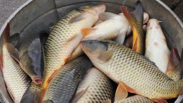 تولید ماهیان گرم آبی کاهش یافت