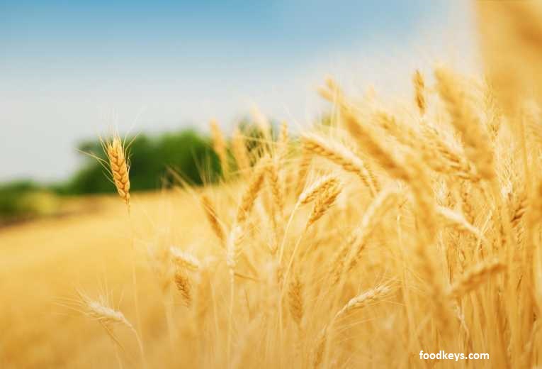 کشور در تولید گندم به خودکفایی رسید