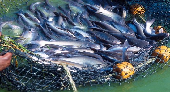 برنامه‌ ریزی شیلات برای استفاده از علوفه تازه در تغذیه ماهیان