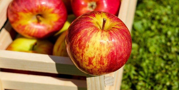 تولید ۳۰۰ هزار تن سیب صنعتی در آذربایجان ‌غربی