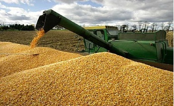 قیمت گندم و خوراک دام در بازارهای جهانی رکورد زد