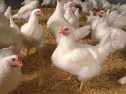 شناسایی بیش از ۱۷۰ کانون آلوده به آنفلوانزای پرندگان/۹.۵میلیون قطعه مرغ معدوم شد