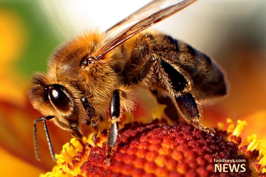 تاثیر زنبور در تولید 80 میلیون تن محصول زراعی