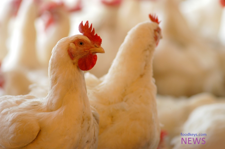 انهدام یک میلیون قطعه مرغ آلوده به آنفلوانزا در شهرستان ری