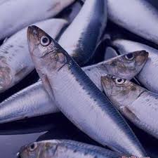 18 هزار تن ماهی کیلکا در دریای مازندران صید شد