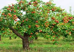ارقام تجاری درختان میوه امسال وارد باغ‌ ها می‌ شود