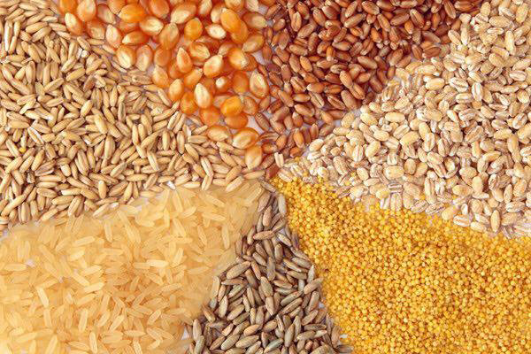 کاهش قیمت گندم و خوراک دام در بازارهای جهانی