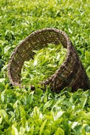 56 درصد مطالبات چایکاران پرداخت شد/کاهش 3 درصدی تولید برگ سبز چای