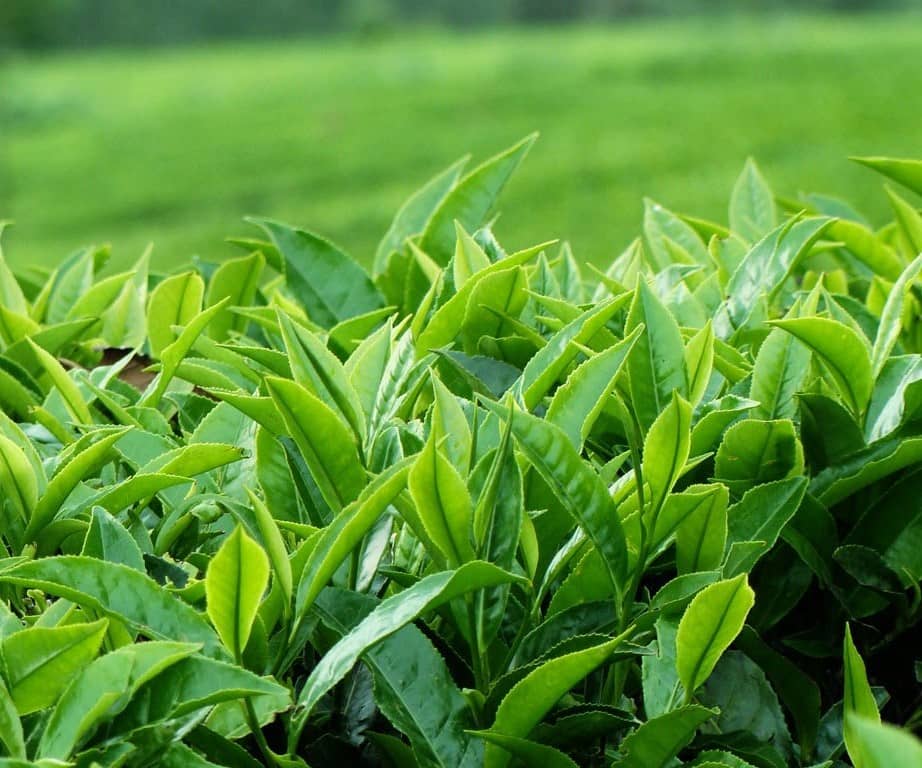 واردات چای در سال جاری کاهش یافت
