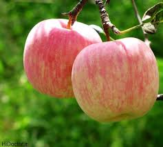 تولید سالانه 35 هزار تن سیب گلاب در اصفهان