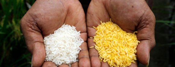 درخواست واردات برنج تراریخته رد شد