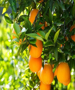 سالانه ۲۰ میلیون تن انواع میوه در باغات کشورتولید میشود