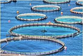 افزایش ظرفیت تولید ماهی در قفس به 160 هزار تن رسید