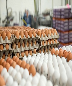 عرضه تخم مرغ در ماه های آینده کاهش می یابد