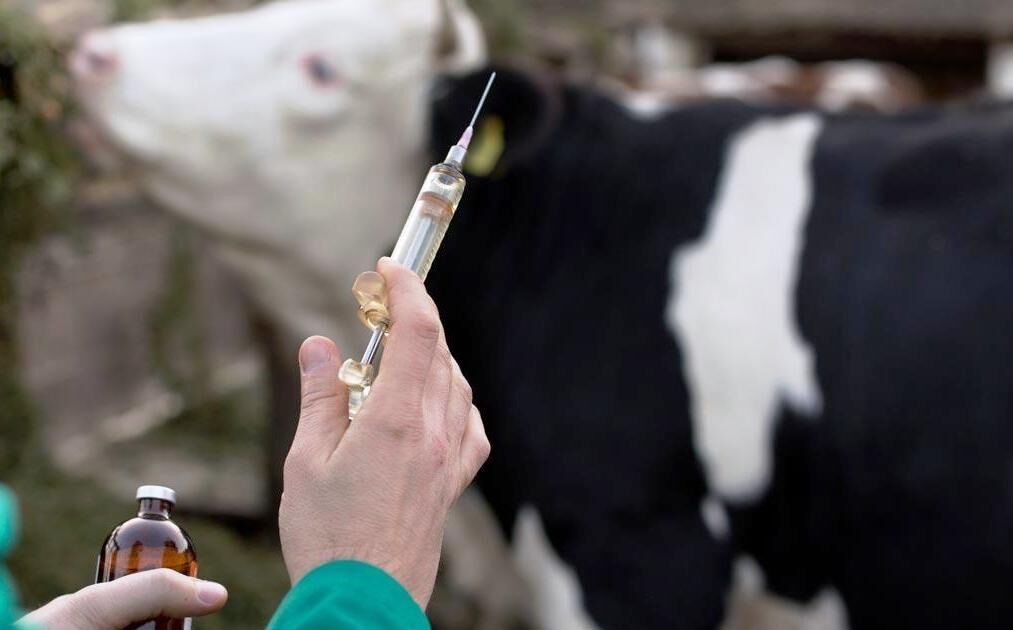 استفاده از پروبیوتیک‌ها می تواند بهروه‌وری صنعت دام و طیور را افزایش دهد