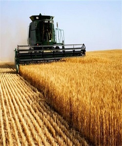  ۴ میلیون و ۸۰۰ هزار تن گندم از کشاورزان خرید تضمینی شد