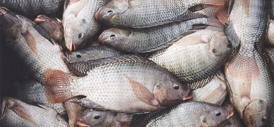 واردات ۲۰ میلیون دلاری ماهی تیلاپیا به کشور