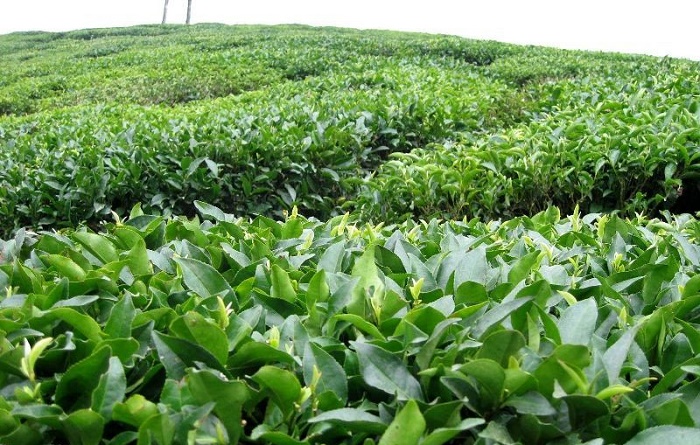 تولید 28 هزار تن چای ایرانی در سال جاری
