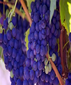 ایجاد باغ آزمایشی انگور سالم در شاهرود