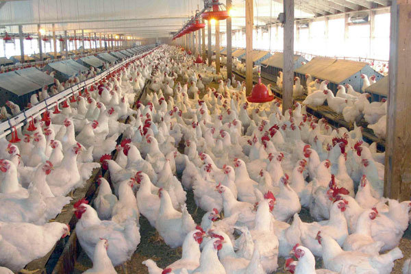 آنفلوآنزا به مرغ گوشتی هم رسید/ مرغ و تخم‌ مرغ محلی نخورید
