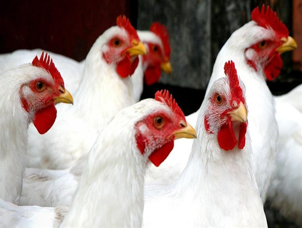 حذف تعرفه صادرات راهی برای کاهش زیان مرغداران