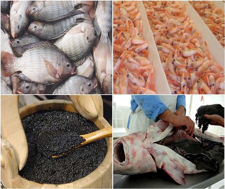 بومی سازی تجهیزات پرورش ماهی در دریا/افزایش ۱۵ درصدی تولید محصولات شیلاتی