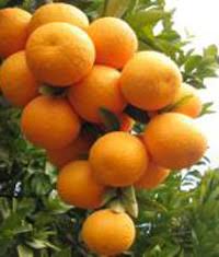 نارنگی زود رس مازندران وارد بازار شد