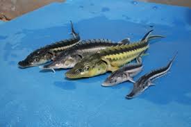 هدف ‌گذاری تولید ۱۷ تن ماهی خاویاری در هرمزگان